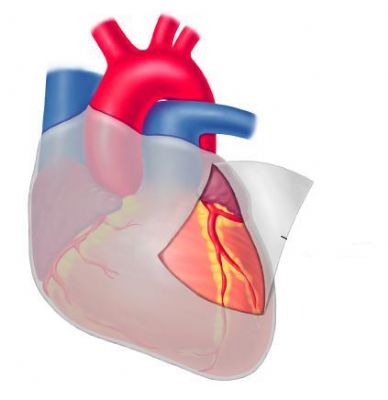 Heart anatomy 1