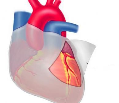 Heart anatomy 1