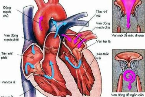 suy-tim-mach, chữa trị suy tim, mua thuốc điều trị bệnh ích tâm khang, ich tam khang